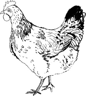 Cockerel Illustration