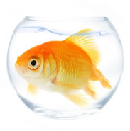 Image: Goldfish